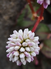 Persicaria capitata
