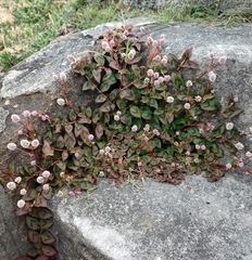 Persicaria capitata