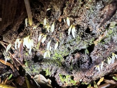 Mucronella fusiformis