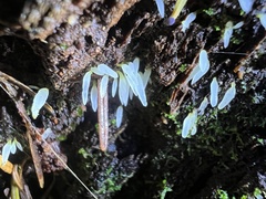Mucronella fusiformis