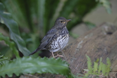 Turdus cardis