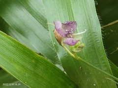 Murdannia nudiflora