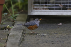Turdus hortulorum