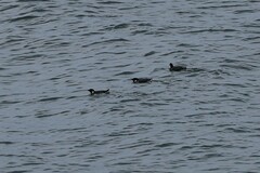 Synthliboramphus antiquus