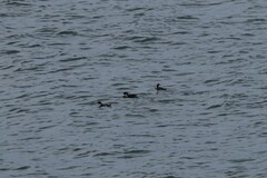 Synthliboramphus antiquus