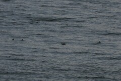 Synthliboramphus antiquus