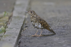 Zoothera aurea