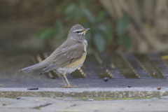 Turdus obscurus