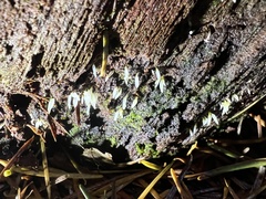 Mucronella fusiformis