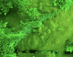 Pteraeolidia ianthina