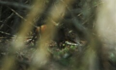 Rhynchocyon chrysopygus