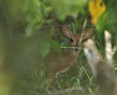 Nesotragus moschatus