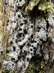 Mycoblastus sanguinarius