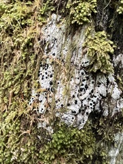 Mycoblastus sanguinarius