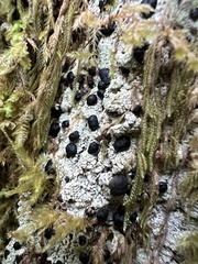 Mycoblastus sanguinarius