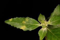 Uromyces euphorbiae