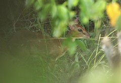 Nesotragus moschatus