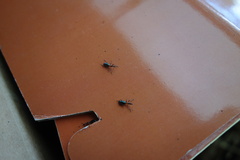 Cylas formicarius