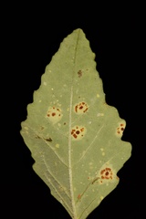 Uromyces euphorbiae