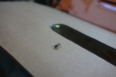 Cylas formicarius