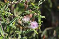 Melaleuca gibbosa