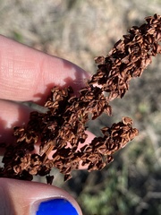 Rumex altissimus