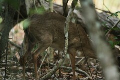 Nesotragus moschatus