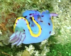 Hypselodoris bennetti