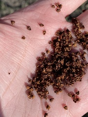 Rumex altissimus