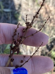 Rumex altissimus