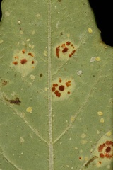 Uromyces euphorbiae