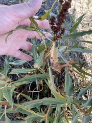 Rumex altissimus