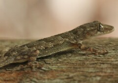 Hemidactylus platycephalus