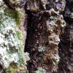 Proliferodiscus tricolor