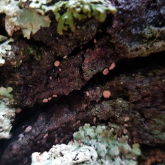 Proliferodiscus tricolor