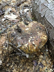 Cortinarius ponderosus