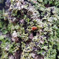 Phaeomarasmius rimulincola