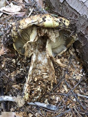 Cortinarius ponderosus