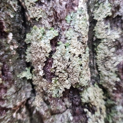 Physconia perisidiosa