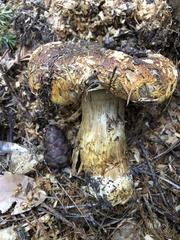 Cortinarius ponderosus