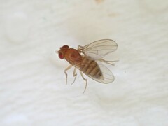 Drosophila melanogaster