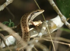 Trachylepis planifrons