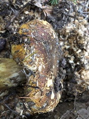 Cortinarius ponderosus