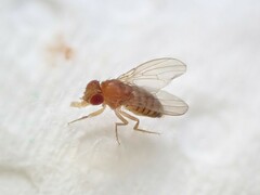 Drosophila melanogaster