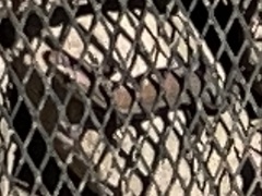 Eutropis longicaudata