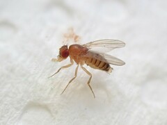 Drosophila melanogaster