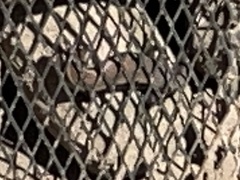 Eutropis longicaudata