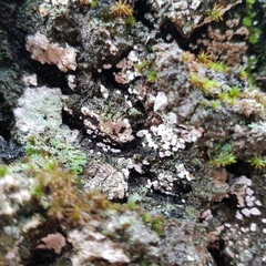 Dendrominia dryina