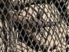 Eutropis longicaudata