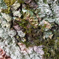 Ricasolia amplissima